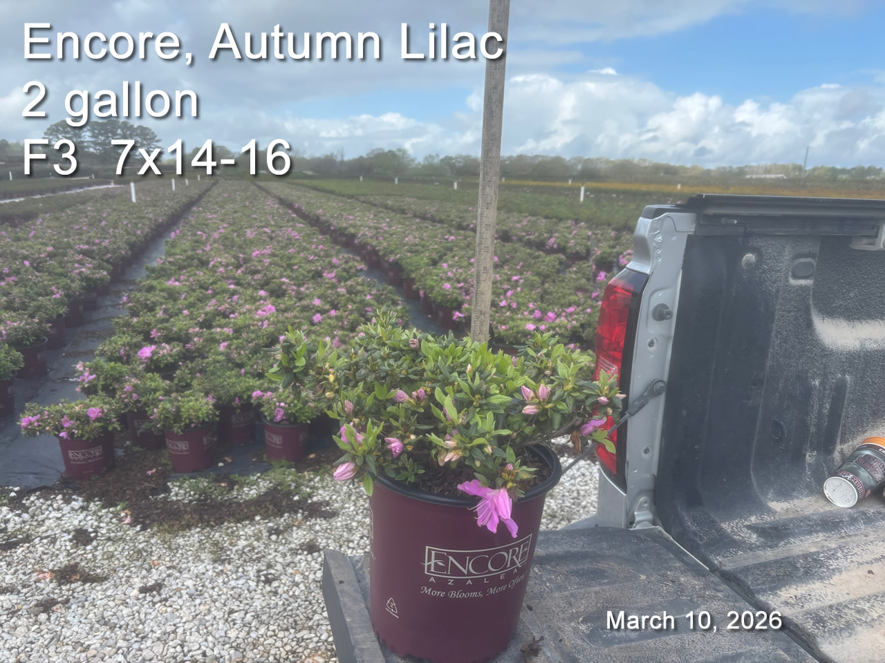 gallery/elil2 f3 mar10.jpg